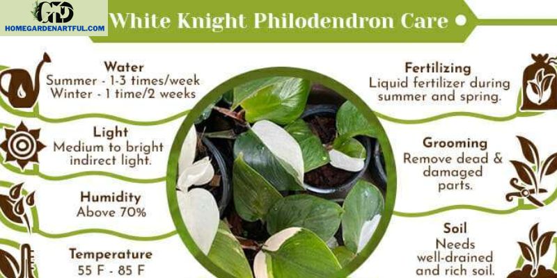 Pruning and Cleaning Philodendron White Knight