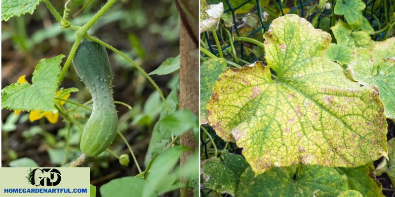 Troubleshooting Cucumber Plant Issues