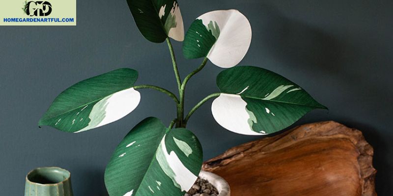 Philodendron White Knight Toxicity