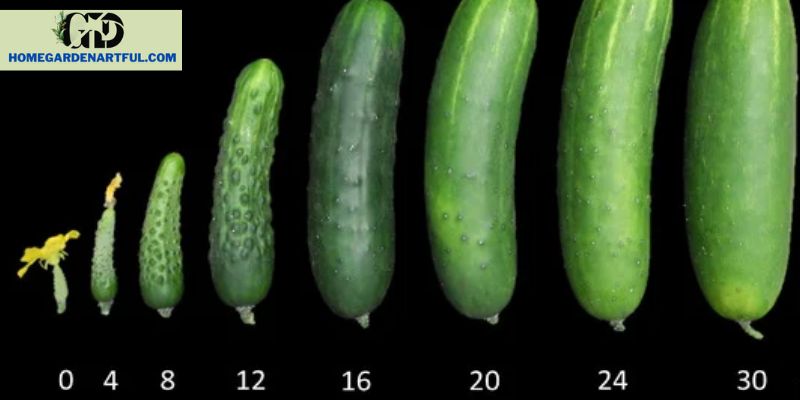 Promoting Fruit Development and Ripening cucumbers