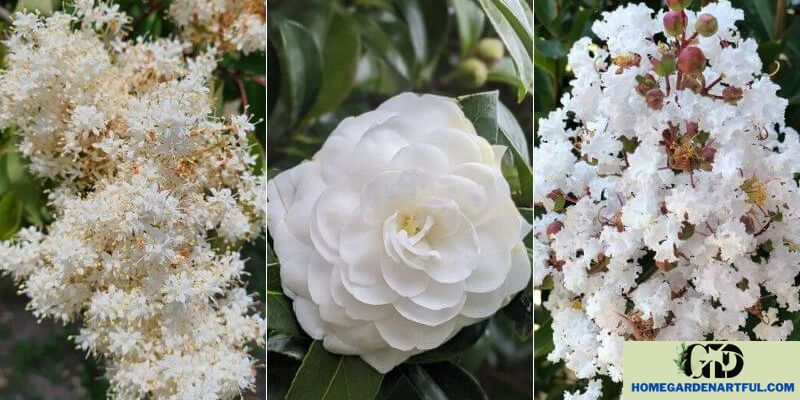 Recognizing White Flowering Trees Through Visual Cues
