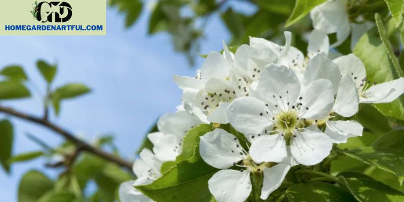 Understanding the Habitat and Growth Conditions of White Flowering Trees