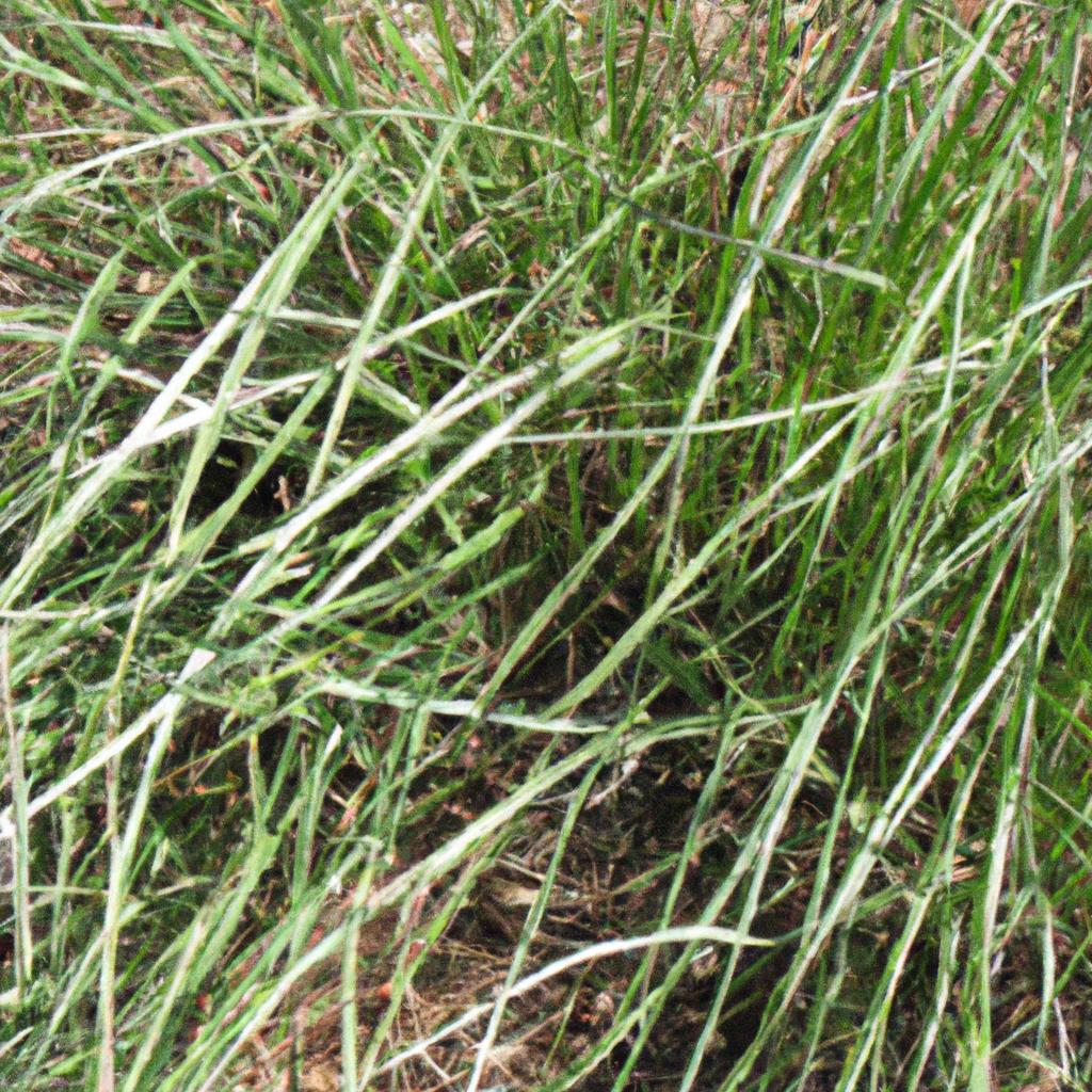 Experience the versatility and resilience of Argentine Bahia Grass in various applications