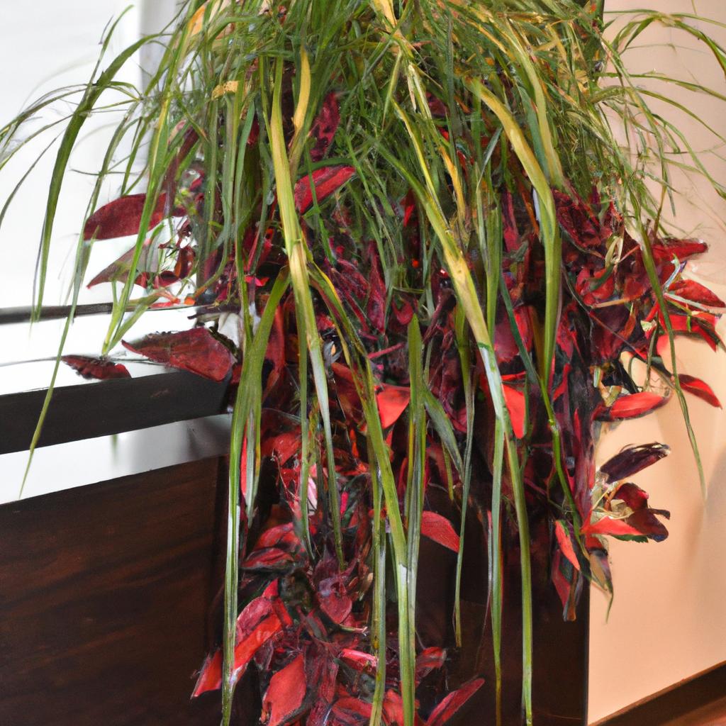 Create a stunning green oasis with the elegant draping of the Mezoo Trailing Red plant