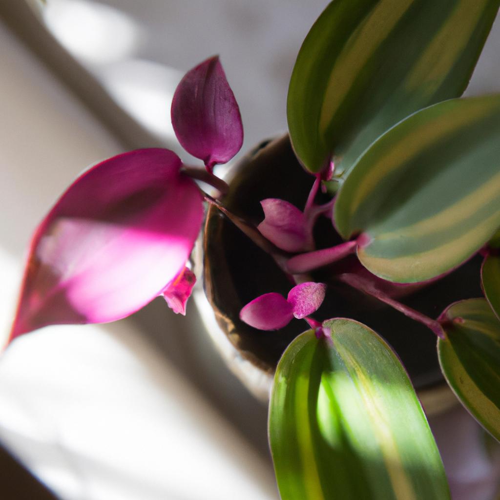 Embrace the joy of indoor gardening with the pink wandering jew, a perfect windowsill companion.