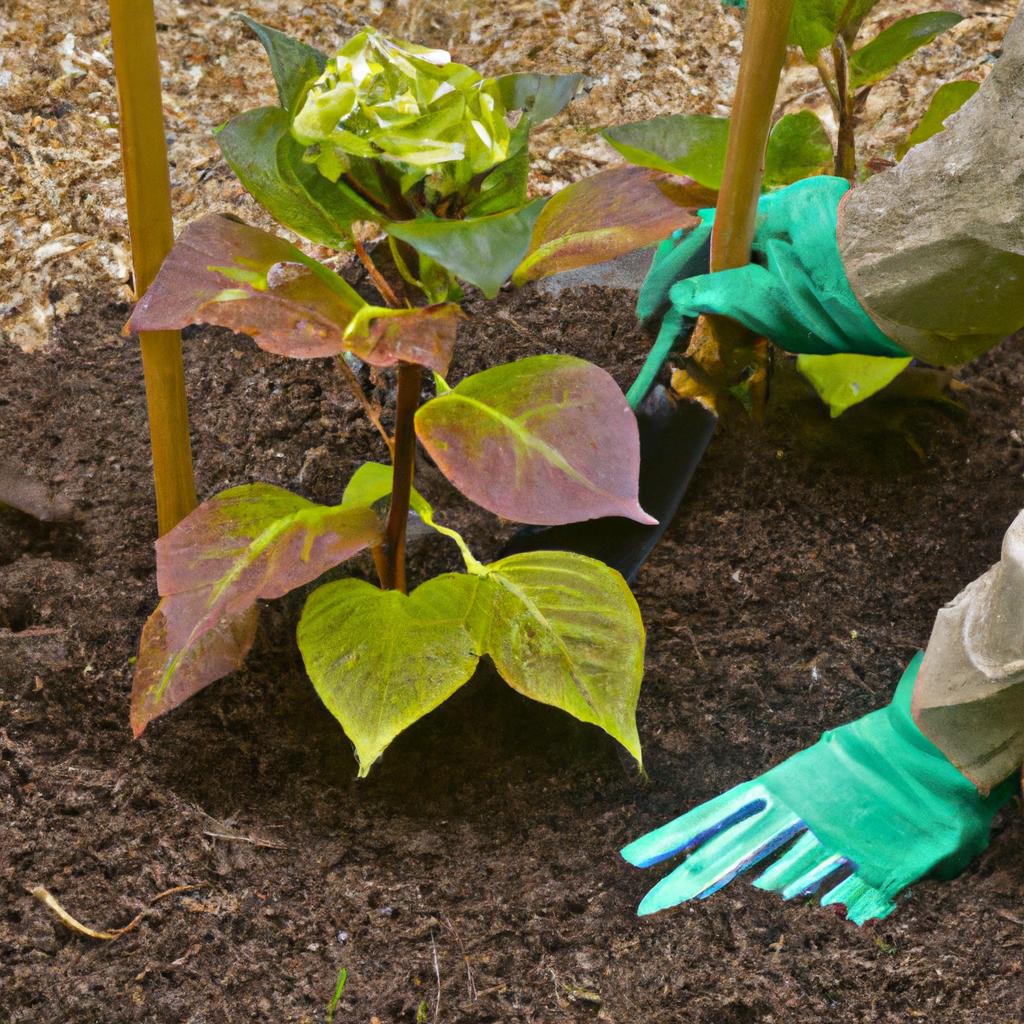 Planting Firelight Tidbit Hydrangea in enriched soil