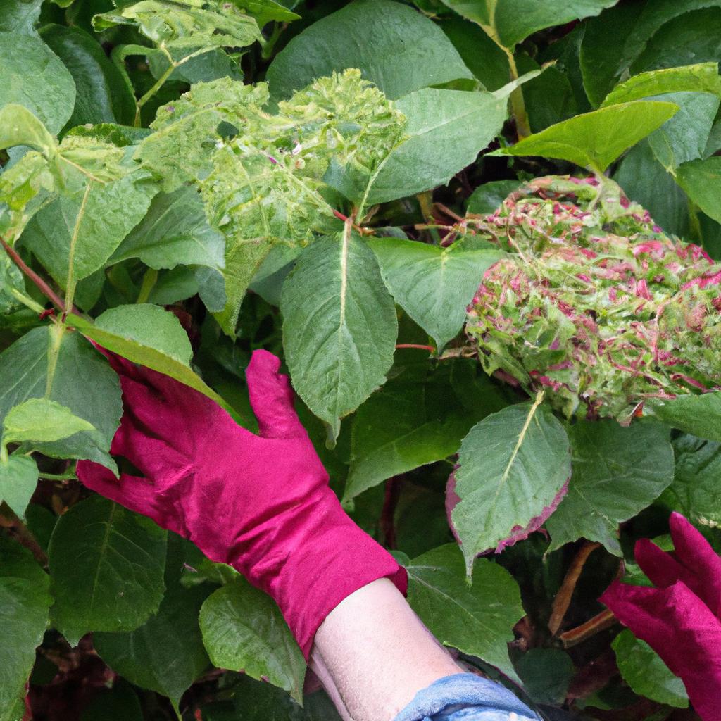 Pruning Firelight Tidbit Hydrangea for optimal blooming