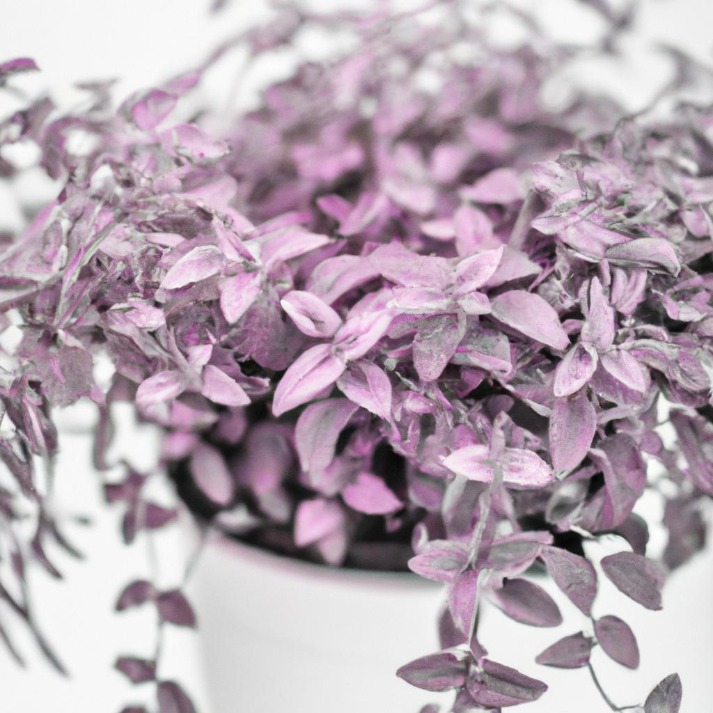 A close-up of a purple indoor plant showcasing its unique foliage patterns.