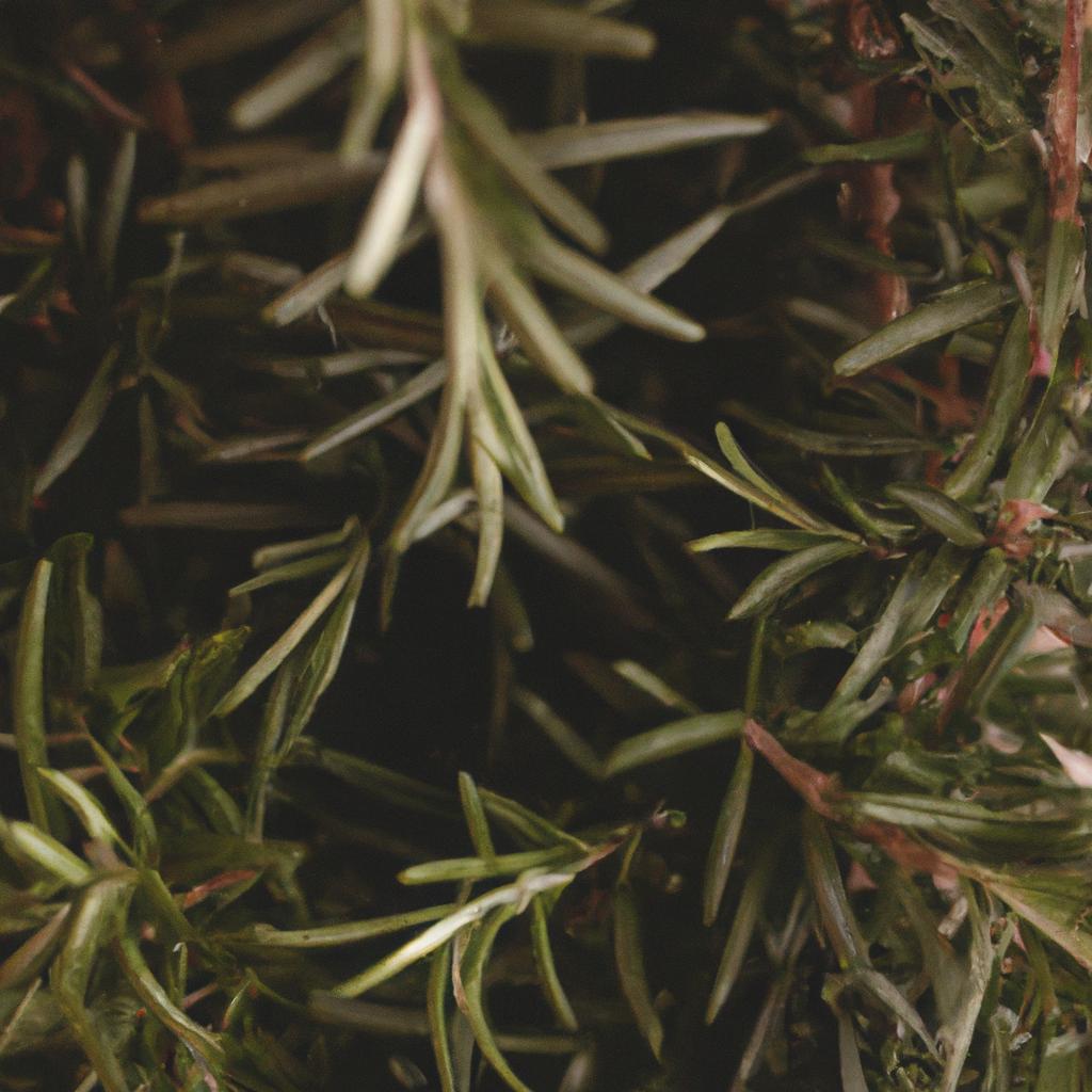 The aromatic charm of a rosemary Christmas tree creates a delightful ambiance for holiday gatherings.