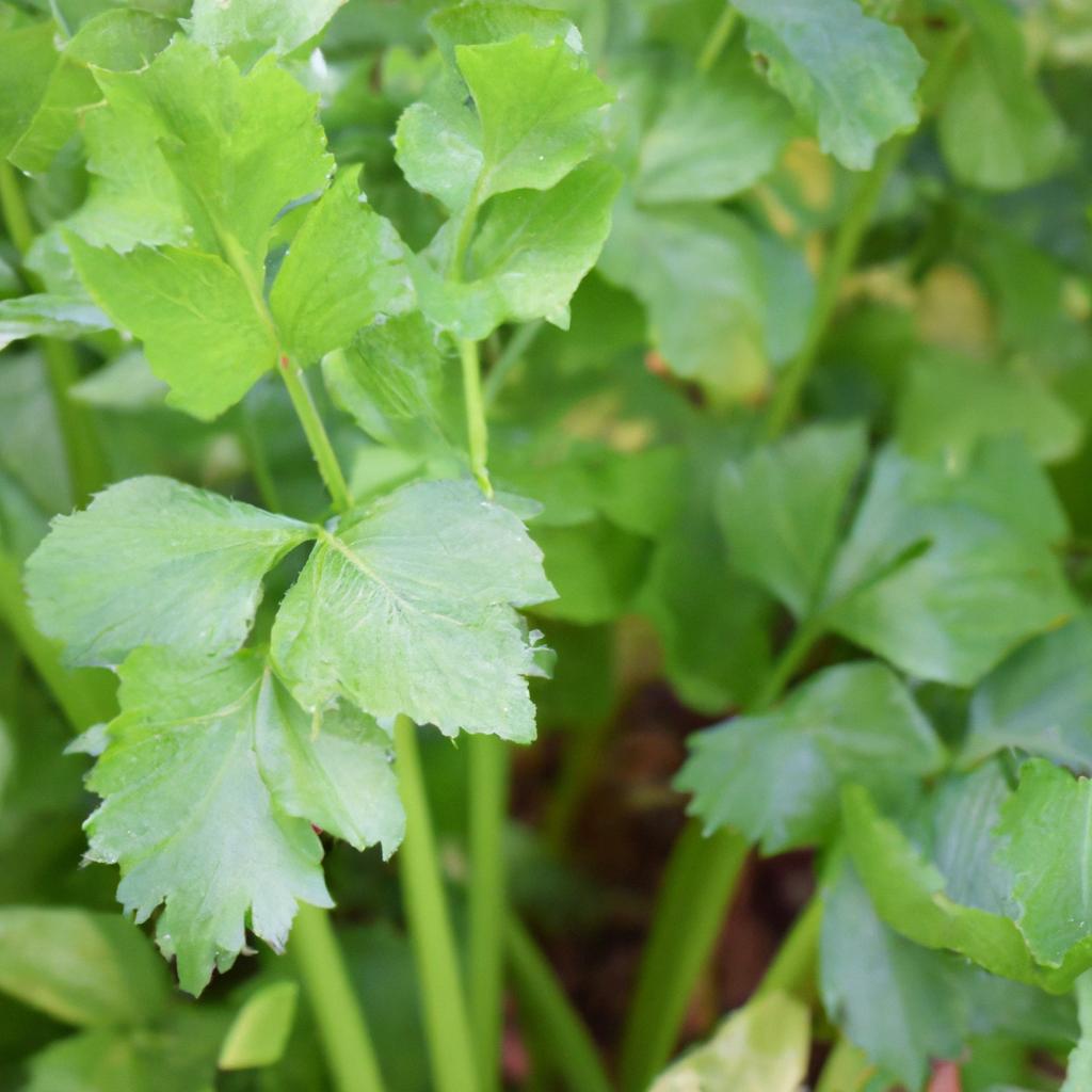 A close-up of celery surrounded by its compatible companion plants.