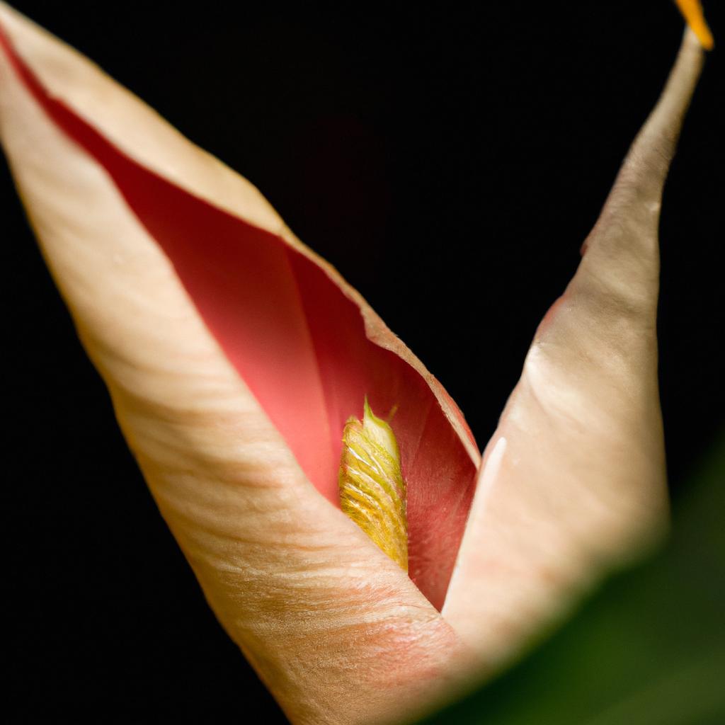 Witness the enchanting moment as a prayer plant flower unfurls its petals, revealing its true splendor.