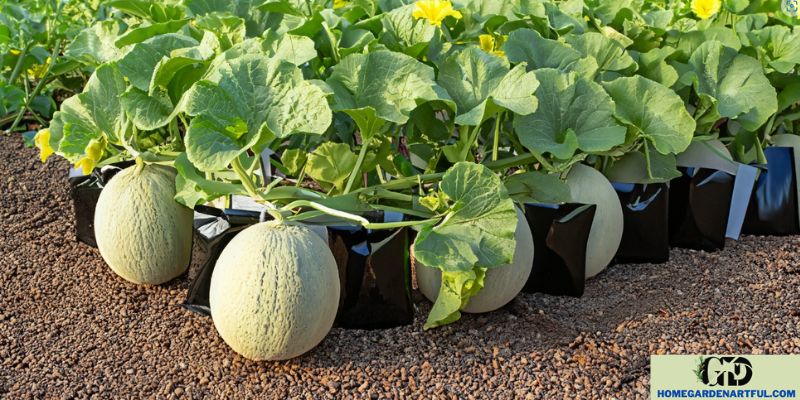 Controlling Pests with Companion Planting for Cantaloupe