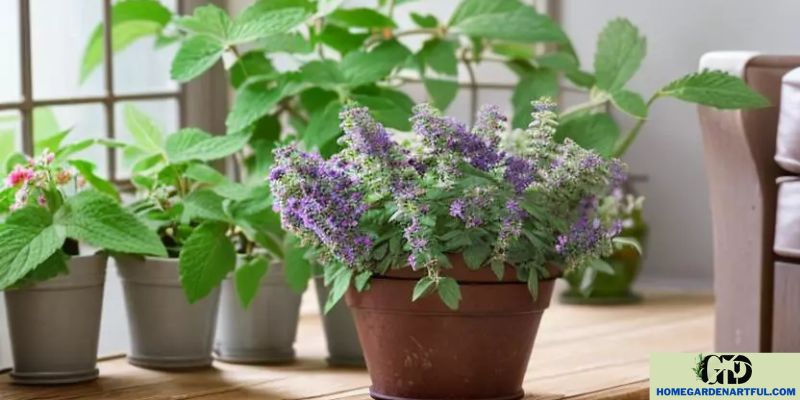 Best Time to Start Catmint Indoors