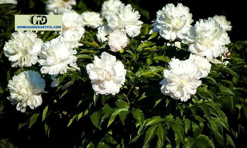Preparation for Planting & Caring for Shirley Temple Peony Plants