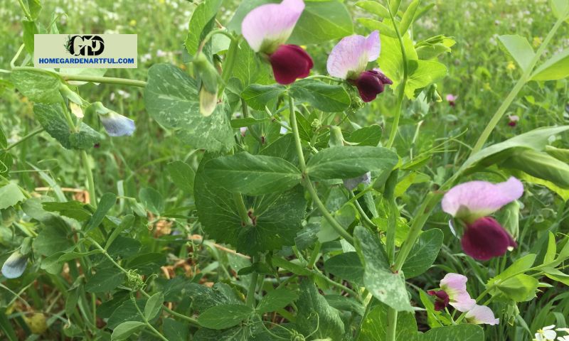 Cultivation and Planting of Austrian Winter Peas