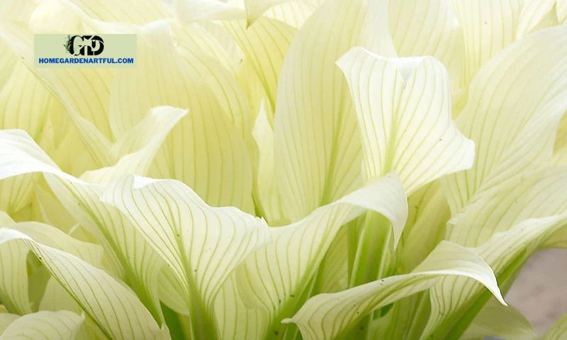 The Ideal Soil For White Feather Hosta