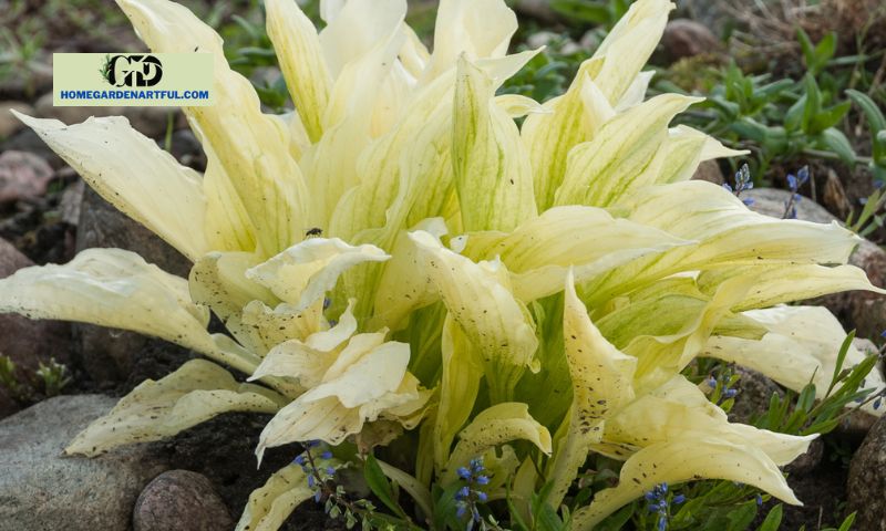 How should pests on White Feather Hosta be handled?