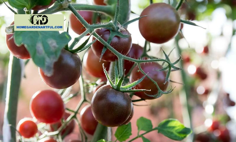 How to Grow Black Prince Tomatoes