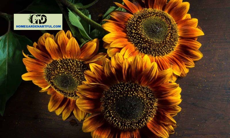 What is an Autumn Beauty Sunflower?