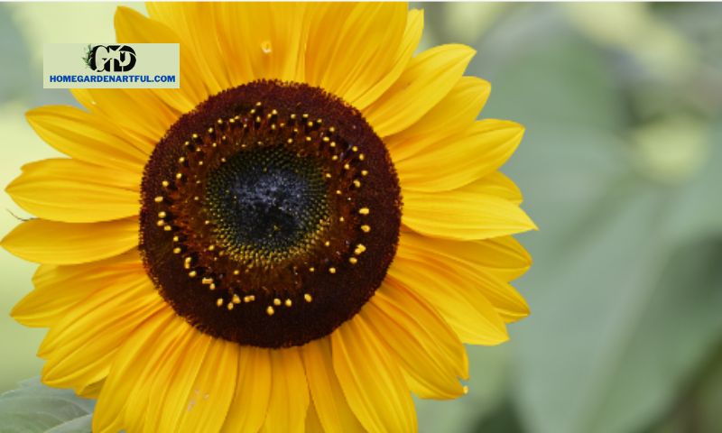 What does a Velvet Queen Sunflower look like?