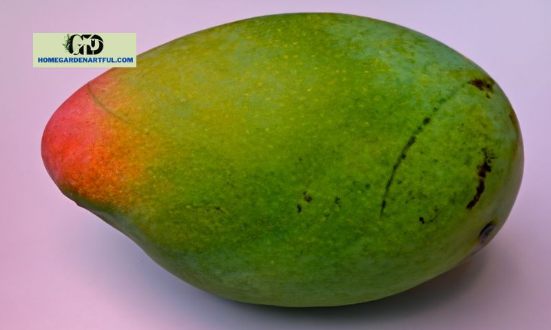 What is the East Indian Mango?
