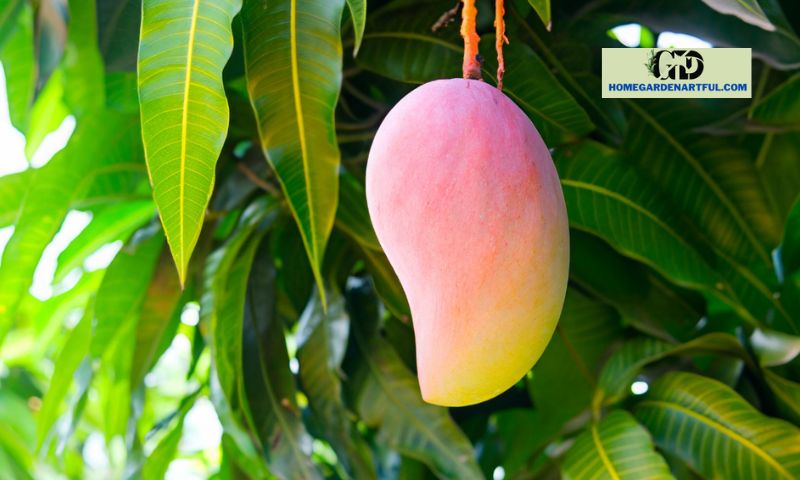 Steps for Planting Mango Seeds