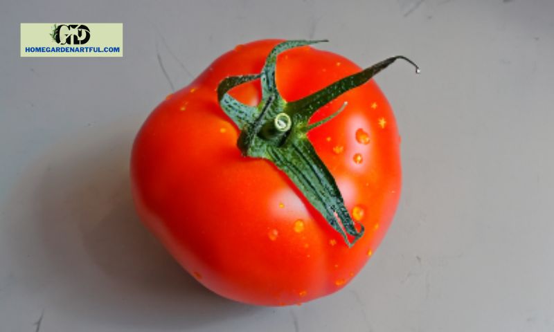 Characteristics of Jet Star Tomatoes