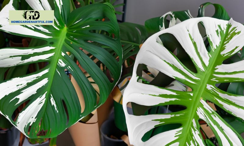 Obtaining and Caring for Half Moon Monstera