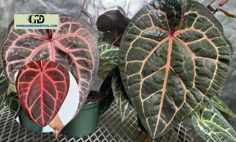 Problems Frequently Found With Anthurium Red Crystallinum