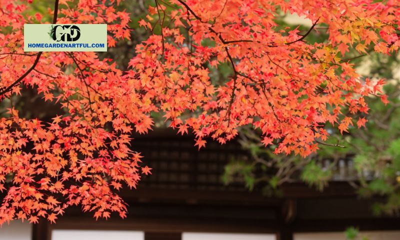 What is the most effective way to grow Tsukasa Silhouette Japanese Maple trees?