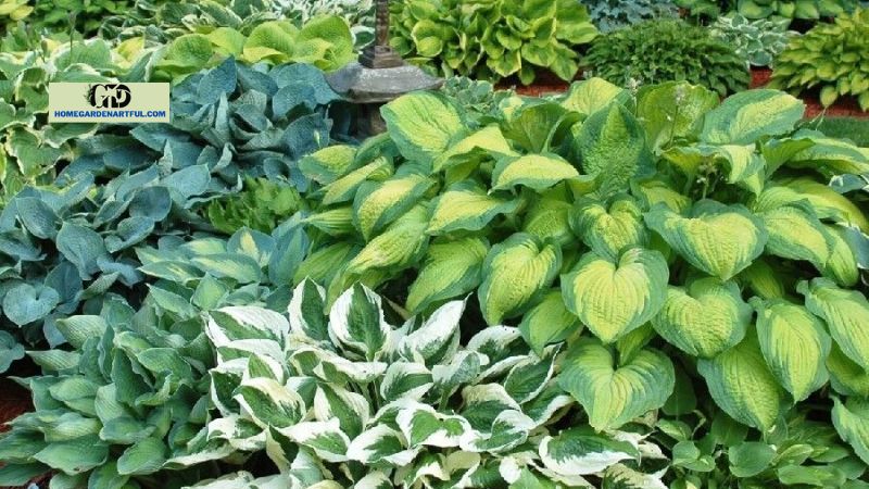 How to Grow Hostas From Seed