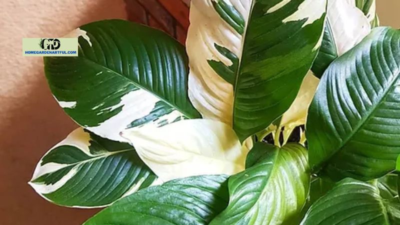 Humidity for Water Picasso Peace Lily