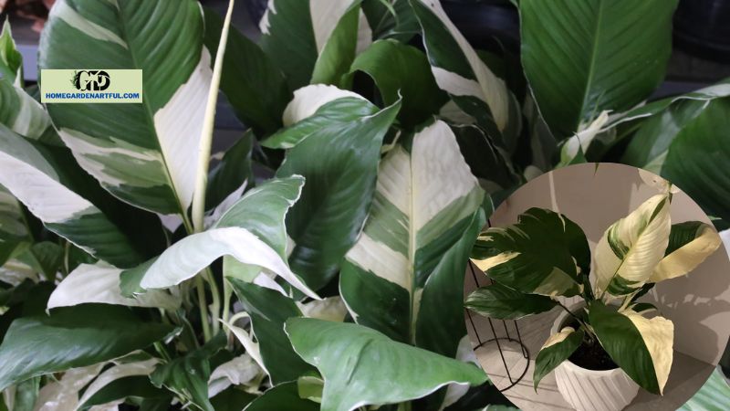 How to take care of Picasso Peace Lily