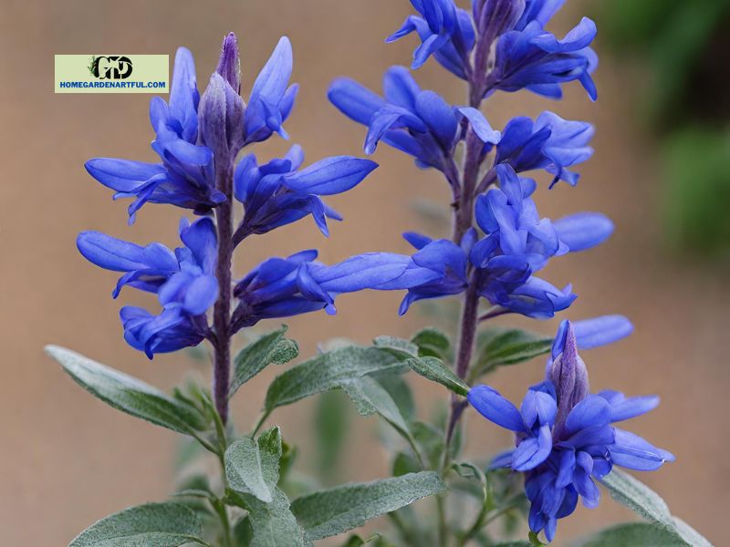 Production of Blue Marvel Salvias