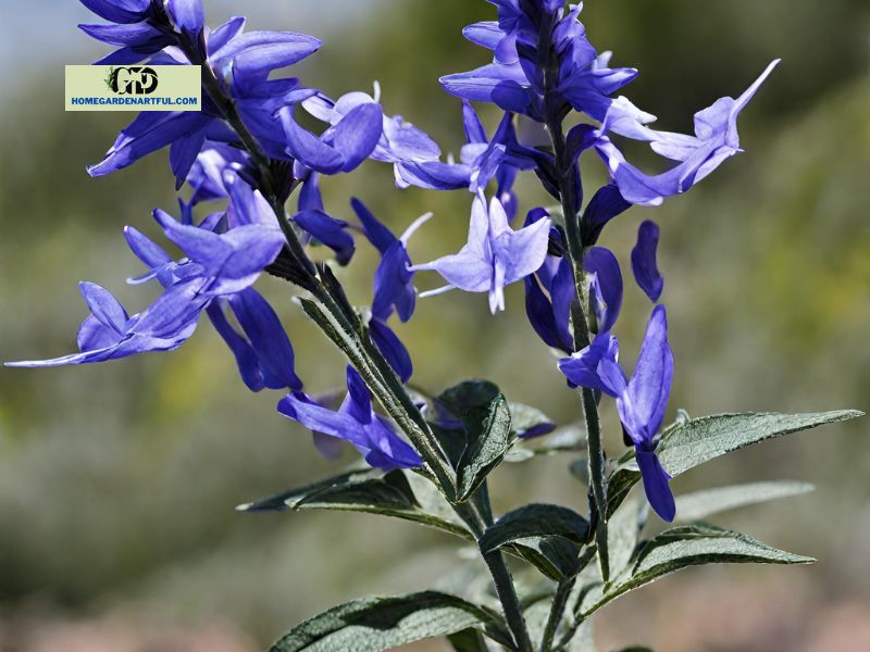 Diseases and Insects on Blue Marvel Salvias
