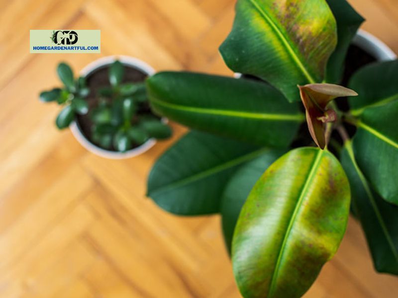 Why do Curled Rubber Plant Leaves happen?