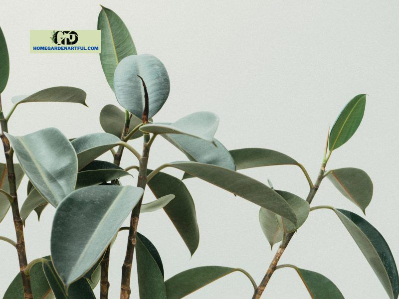Causes of Curled Rubber Plant Leaves