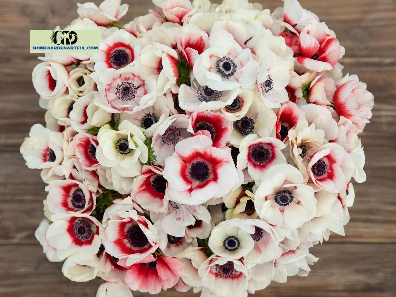 What is the significance of red carnations and white anemones as a gift?