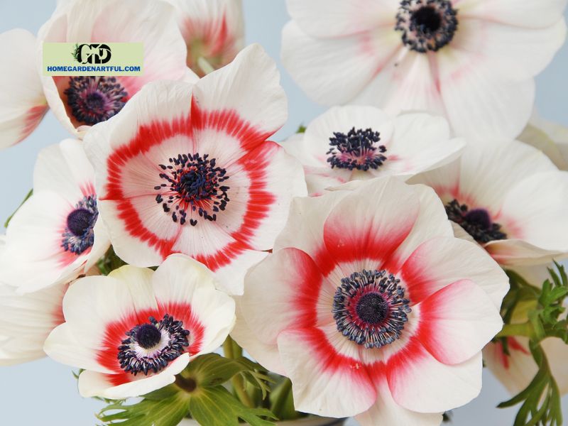 In terms of look and growing circumstances, how do red carnations and white anemones differ?