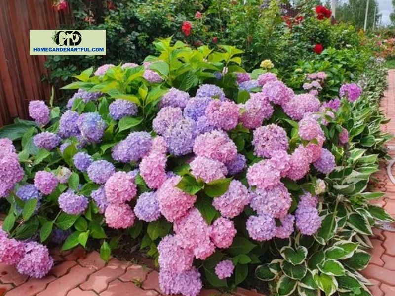 Landscaping With Hydrangeas And Hostas