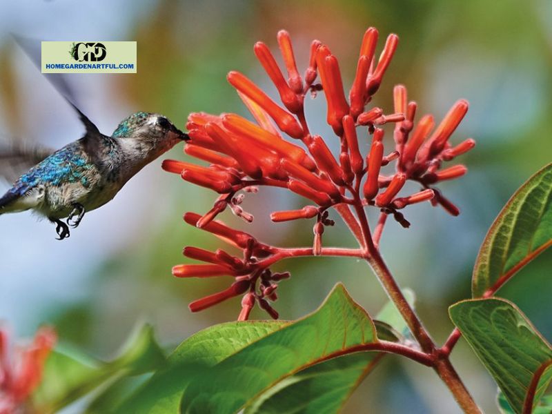 Does Firebush Attract Hummingbirds?
