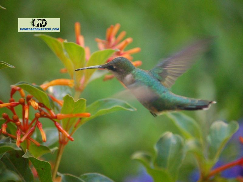 The appeal of hummingbirds