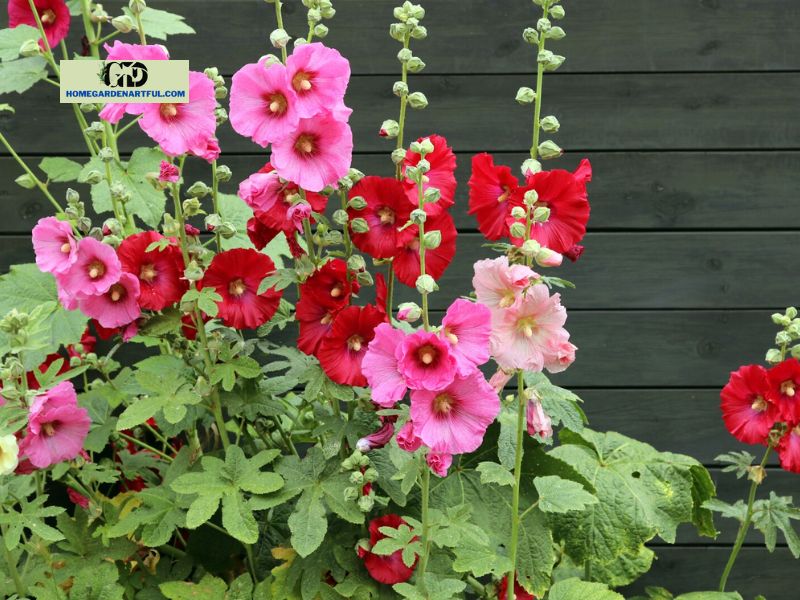Are hollyhocks poisonous to deer?
