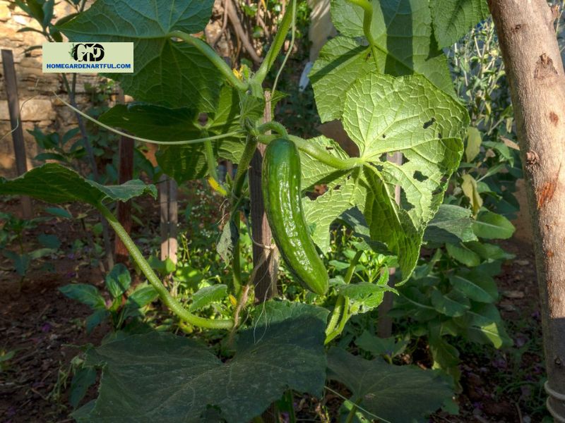 How to Prevent Cucumber Plant Overwatering