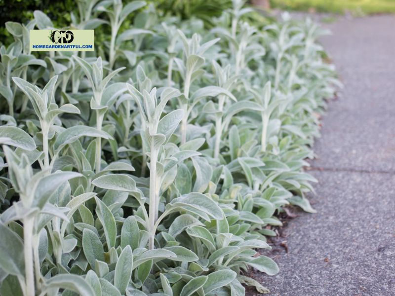 Whare to plant Silver Carpet Lamb's Ear