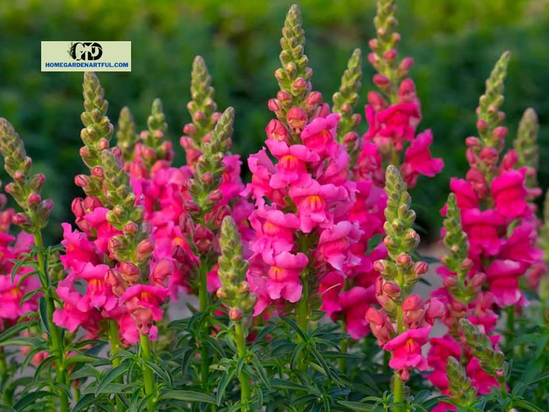 How To Grow Pink Snapdragon Flowers