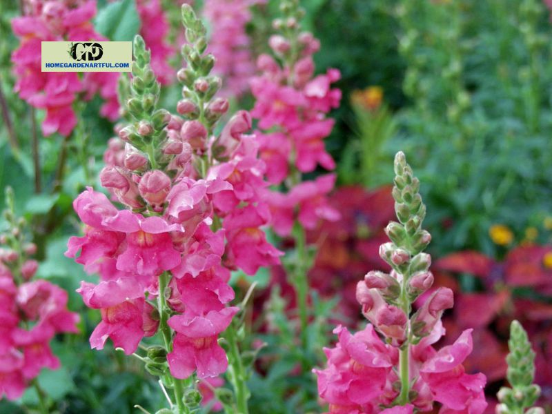 Care Instructions for Snapdragons