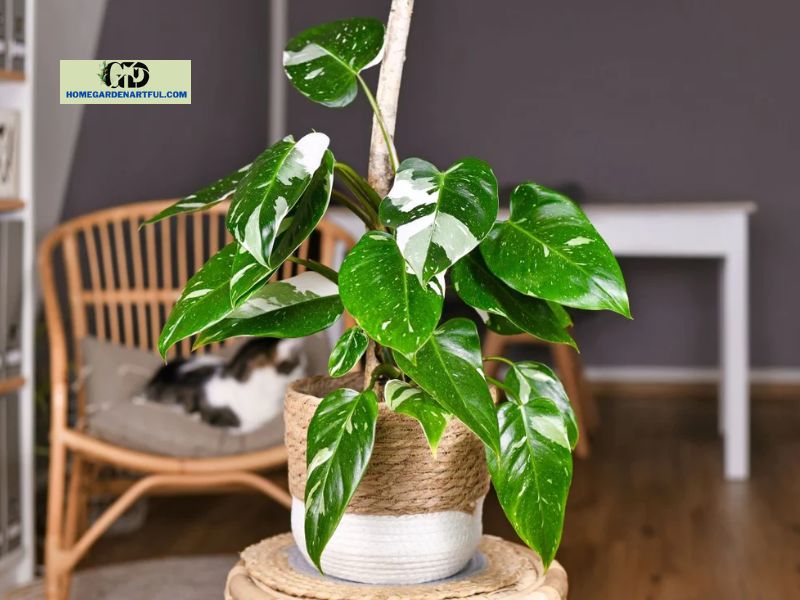 How is a White Princess Philodendron cared for?