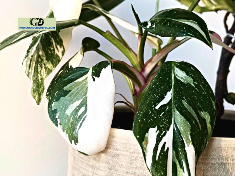How to Recognize a White Princess Philodendron