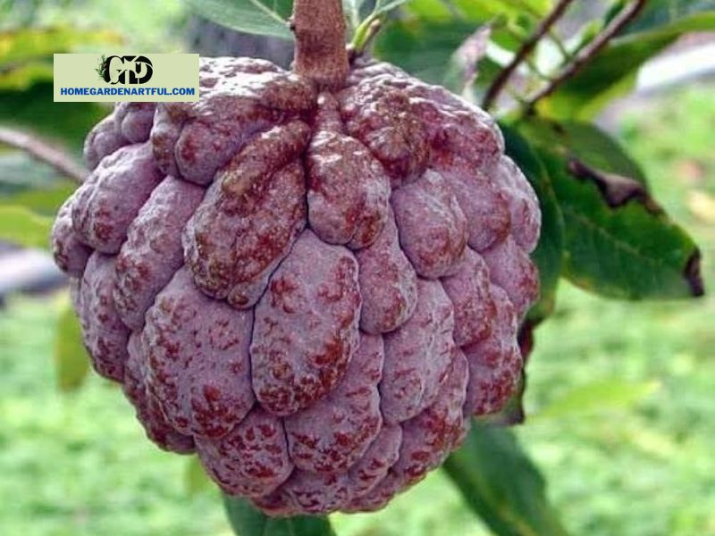Information about Red Custard Apple Trees